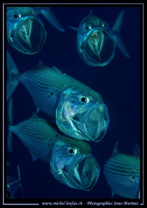 "Diner Time...." in the Red Sea... Que du bonheur... :O)... by Michel Lonfat 